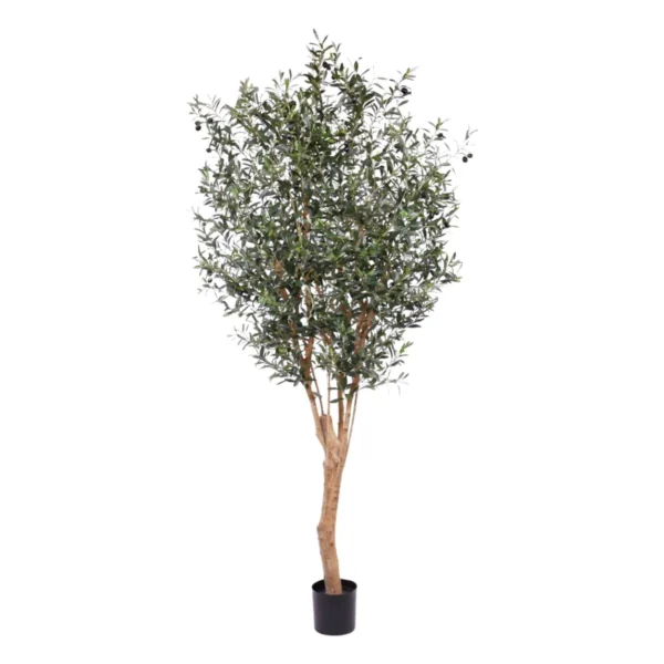 Oliwka Luksusowa 250 cm