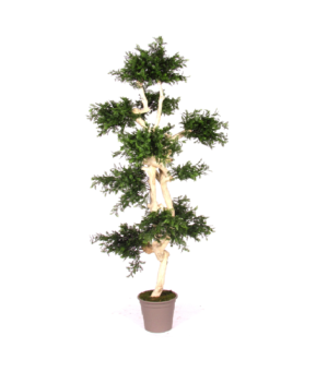 Akacja Japońska UV 185 cm