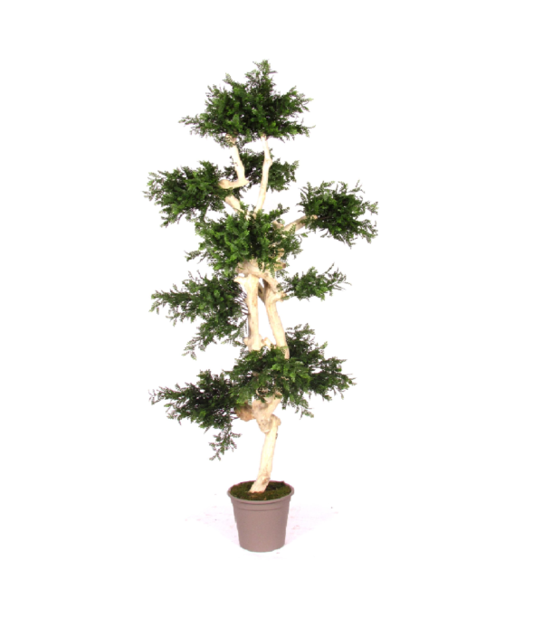 Akacja Japońska UV 185 cm