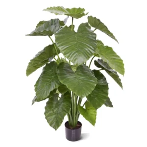 Alokazja Calidora 115 cm