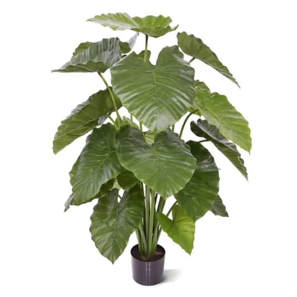 Alokazja Calidora 115 cm