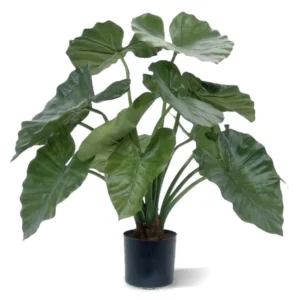 Alokazja Calidora 60 cm