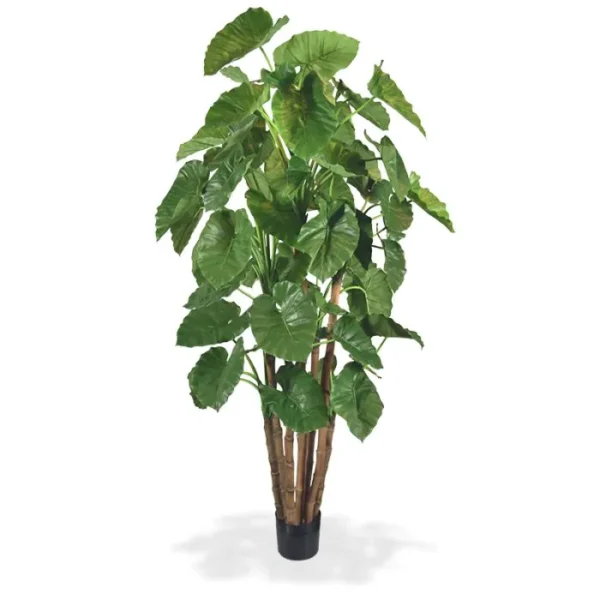 Alokazja Calidora Giant 210 cm