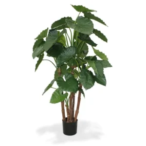 Alokazja Calidora Luksusowa 160 cm