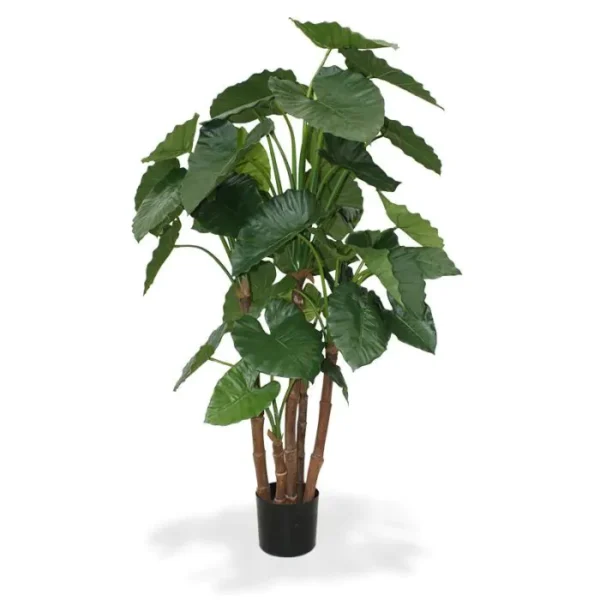 Alokazja Calidora Luksusowa 160 cm