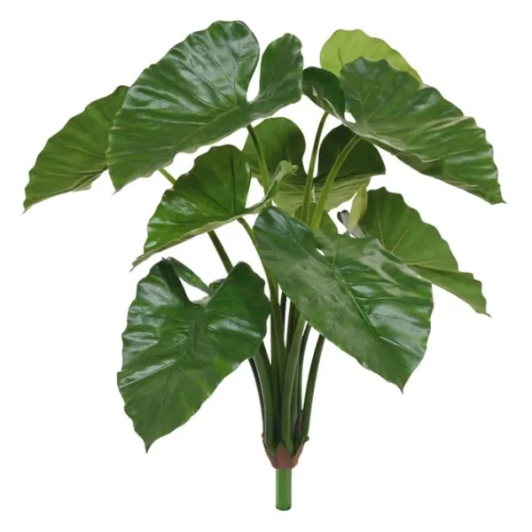 Alokazja Calidora Luksusowa na Piku 70 cm