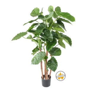 Alokazja Calidora na Pniu 170 cm - Produkt Trudnopalny FR