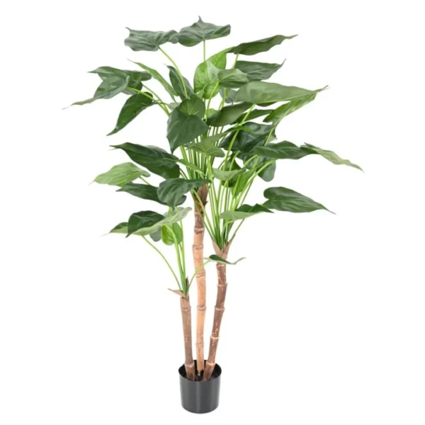 Alokazja Cucullata 110 cm
