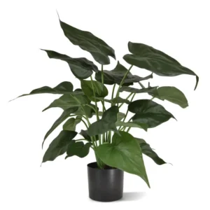 Alokazja Cucullata 50 cm