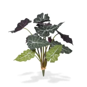 Alokazja-Poly-na-Piku-65-cm.webp Alokazja Poly na Piku 65 cm