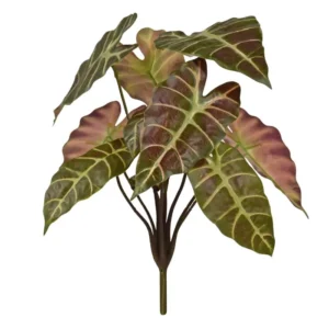 Alokazja-na-Piku-Burgundowa-40-cm.webp Alokazja na Piku Burgundowa 40 cm