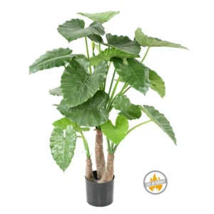 Alokazja Calidora 120 cm - Produkt Trudnopalny FR