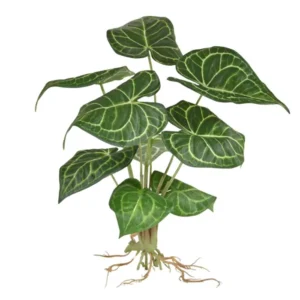 Anturium-Clarinervium-35-cm.webp Anturium Clarinervium na Piku 35 cm