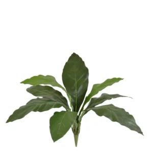 Anturium-Jungle-King-na-Piku-60-cm.webp Anturium Jungle King na Piku 60 cm