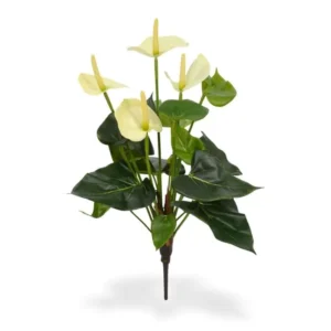 Anturium-Kremowe-na-Piku-40-cm.webp Anturium Kremowe na Piku 40 cm