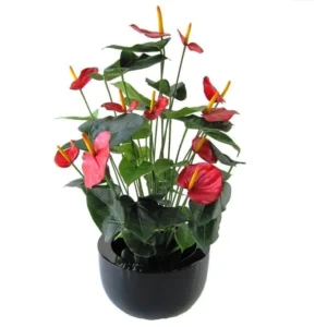 Anturium Luksusowe Czerwone 80 cm