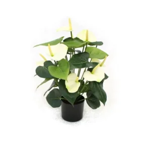 Anturium Luksusowe Kremowe 50 cm