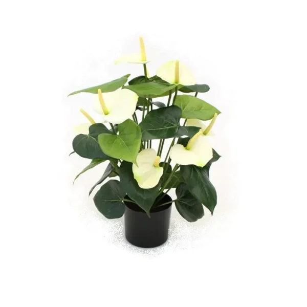 Anturium Luksusowe Kremowe 50 cm