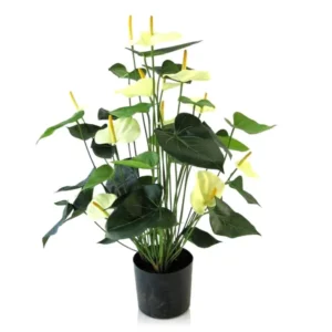 Anturium Luksusowe Kremowe 80 cm