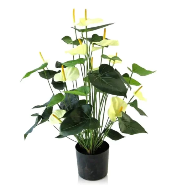 Anturium Luksusowe Kremowe 80 cm