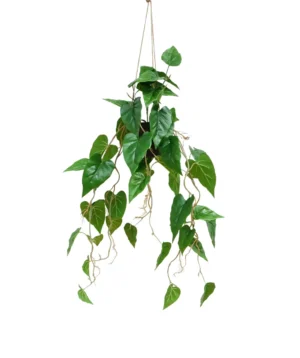 AnyConv.com__Anturium-Aranzacja-95-cm-1.webp Anturium - Aranżacja w Donicy Wiszącej 95 cm