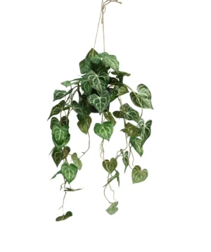 AnyConv.com__Anturium-Aranzacja-95-cm.webp Anturium Clarinervium - Aranżacja w Donicy Wiszącej 95 cm