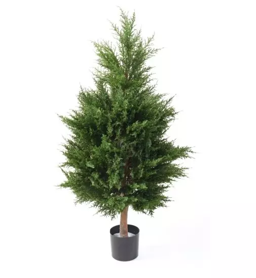 Cyprys Juniperus UV 105 cm