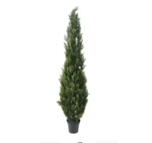 AnyConv.com__Cyprys-Zielony-UV-270-cm.webp Cyprys Zielony UV 270 cm