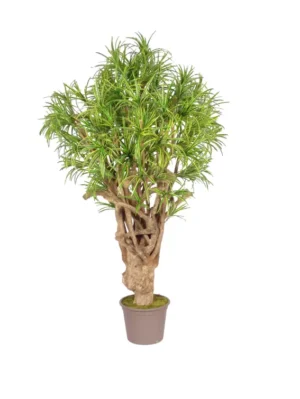 Dracena Tobago 200 cm