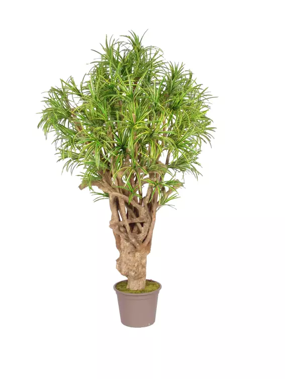 Dracena Tobago 200 cm