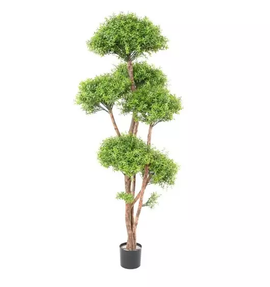 Eukaliptus - Bonsai UV 180 cm