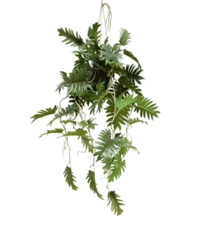 AnyConv.com__Filodendron-Aranzacja-95-cm.webp Filodendron - Aranżacja w Donicy Wiszącej 95 cm
