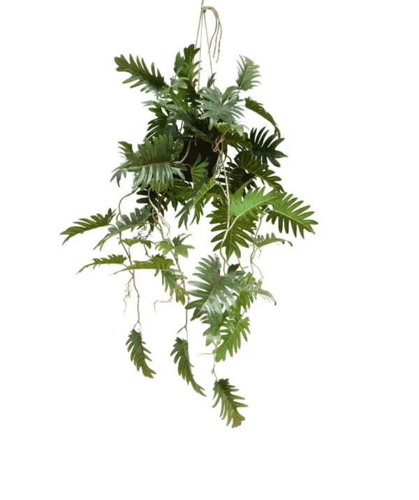 Filodendron - Aranżacja w Donicy Wiszącej 95 cm