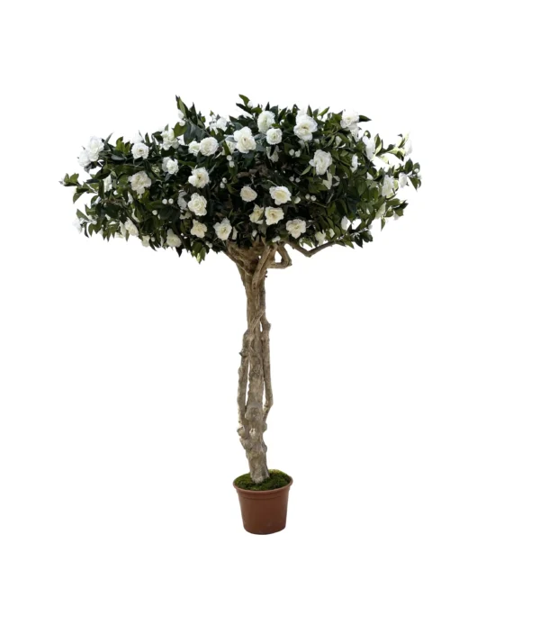 Kamelia Majestic 275 cm