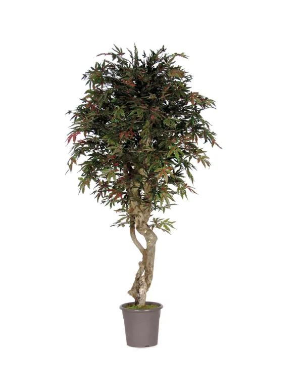 Klon Śródziemnomorski 200 cm