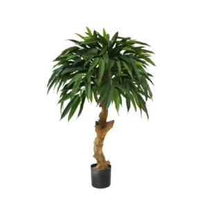 Longifolia Royal 90 cm