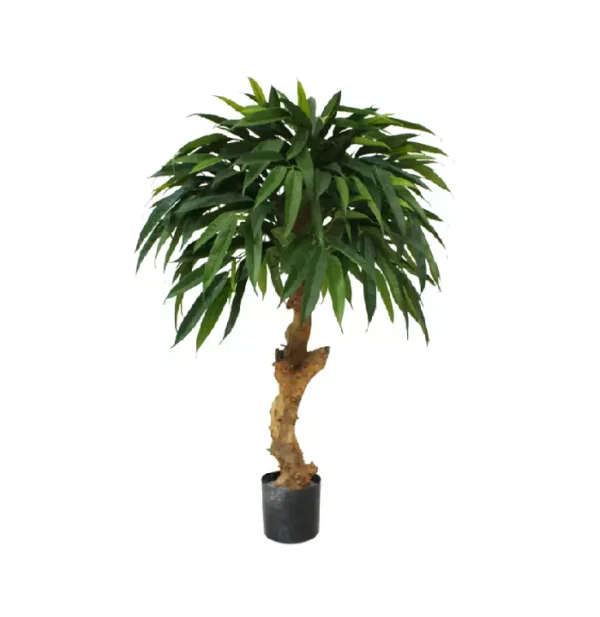 Longifolia Royal 90 cm