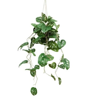 AnyConv.com__Monstera-Aranzacja-95-cm-1.webp Monstera - Aranżacja w Donicy Wiszącej 95 cm