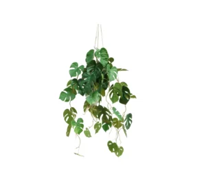 AnyConv.com__Monstera-Aranzacja-95-cm.webp Monstera w Wiszącej Donicy 95 cm