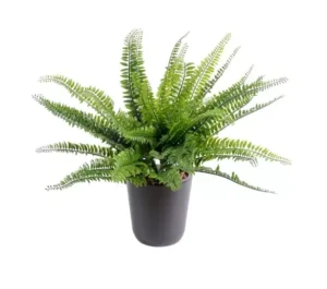 AnyConv.com__Paproc-na-Piku-UV-40-cm.webp Paproć na Piku UV 40 cm