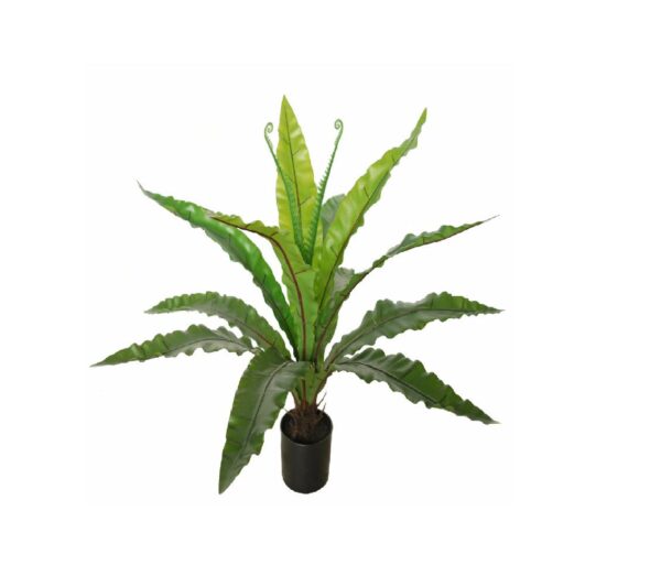 Sansewieria Bird's Nest 70 cm