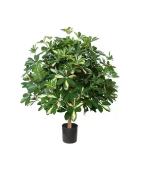 Szeflera Variegata - Kula 80 cm