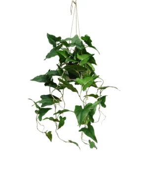 Truciec - Aranżacja w Donicy Wiszącej 95 cm