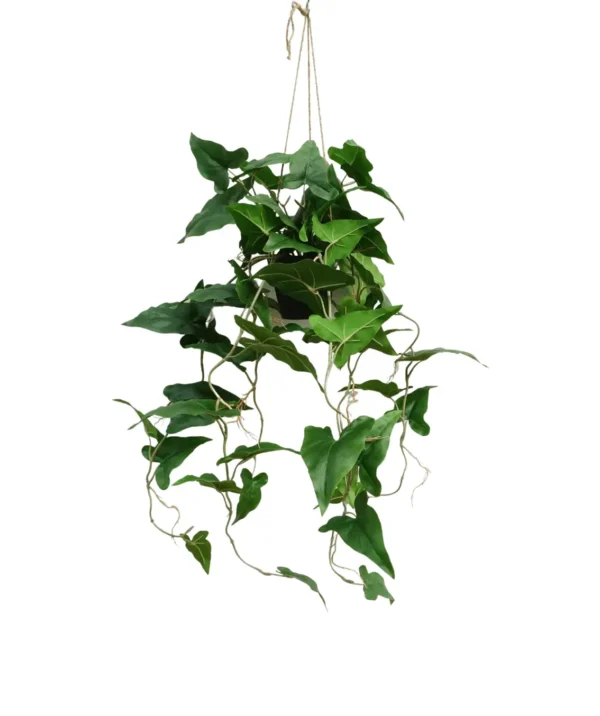 Truciec - Aranżacja w Donicy Wiszącej 95 cm