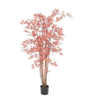 Aralia Czerwona UV 160 cm