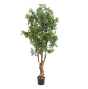 Aralia Nitida UV 170 cm