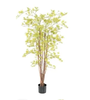 Aralia Żółta UV 160 cm