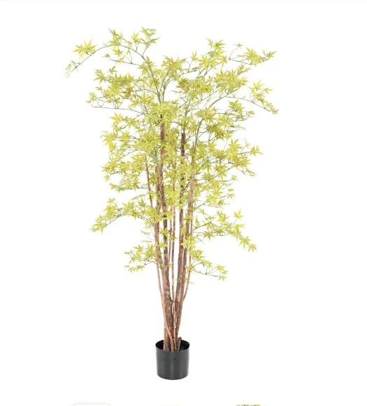 Aralia Żółta UV 160 cm