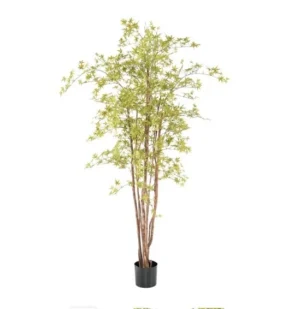 Aralia Żółta UV 210 cm