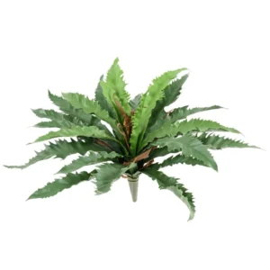 Asplenium-Dakila-XL-na-Piku-UV-35-cm.webp Asplenium Dakila XL na Piku UV 35 cm